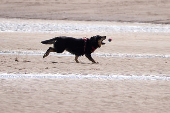 Dog catching ball on beach 1 This landscape photograph captures a dog in motion as it attempts to catch a ball on the sandy beach at Sutton on Sea, located in Lincolnshire, England. Taken during the early afternoon in late spring, the image shows the animal mid-action, embodying the energetic activity commonly seen among dogs on the United Kingdom’s coastline. The beach setting, characteristic of Sutton on Sea, highlights both the natural environment and a popular recreational activity in this region of England, with the focus on animals—specifically dogs—enjoying their freedom on the open sand.